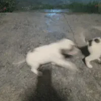 توله‌سگ‌ماده.رایگان|سگ|کلاله, |دیوار