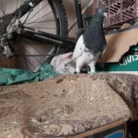 کبوتر کله سیاه ماده