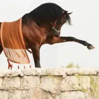 علف معاوضه با اسب نریان