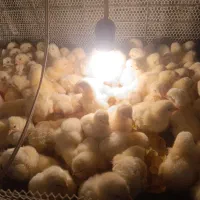 فروش جوجه مرغ گوشتی راس308|حیوانات مزرعه|رفسنجان, |دیوار