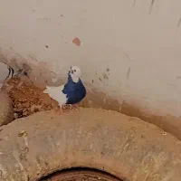 کبوتر