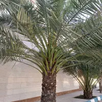تمیز کردن نخل چیدن محصول نخل قطع نخل لقاح نخل|خدمات باغبانی و درختکاری|اهواز, فرهنگ شهر|دیوار
