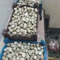 تخم بلدرچین