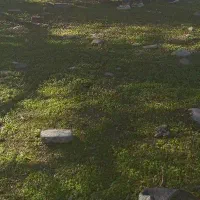 جویای نگهبانی