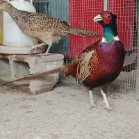 جفت قرقابل امریکایی طاووس