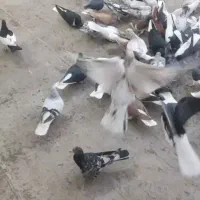 حدود صدوده عدد رنگی پرشی|حیوانات|اقبالیه, |دیوار