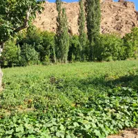 علوفه دام  کاه لوبیا