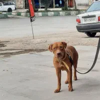 حیوانات گمشده|حیوانات|آبادان, |دیوار