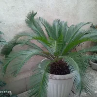 گل سیگاس نر|گل و گیاه طبیعی|رشت, نظری|دیوار