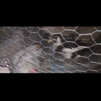 اردک و‌مرغ تخم گذار