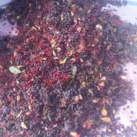 زرشک کوهی درجه ۱