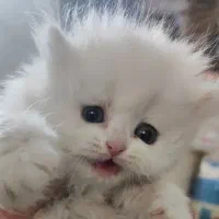 پاکوتاه خوشگل