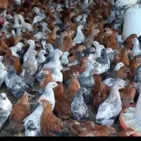 جوجه مرغ بومی جهادی مشکی گلپایگانی|حیوانات مزرعه|قهدریجان, |دیوار