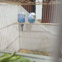 مرغ عشق پروانه ای