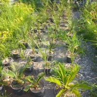 تعغیر شغل گلفروشی جمع اوری نهال|گل و گیاه طبیعی|سیاهکل, |دیوار