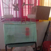 طوطی برزیلی جفت با قفس و متعلقات|پرنده|تهران, بنیهاشم|دیوار