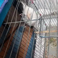 عروس هلندی نر دستی با ماده سفید قناری نر زرد|پرنده|نهاوند, |دیوار