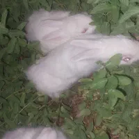 بچه خرگوش فروشی