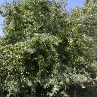 باغ ویلا همه چی تکمیل (بولاغ)