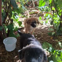 واگذاری دو عدد توله سگ تریر دو رگه