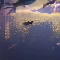 ماهی گوپی آکواریوم|ماهی|نقده, |دیوار