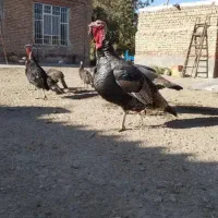 فروش بوقلمون نروزن خوب دارن