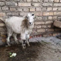 یک عدد بیگ ماده سالم وسرحال