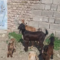 2تاگوسفند زاییده بابزغاله|حیوانات مزرعه|ایرانشهر, |دیوار