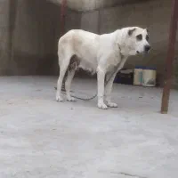 ماده آلابای روسی|سگ|سیمین شهر, |دیوار