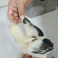 جوجه لاری|حیوانات مزرعه|تهران, جوادیه|دیوار