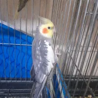 عروس هلندی|پرنده|باقرشهر, |دیوار