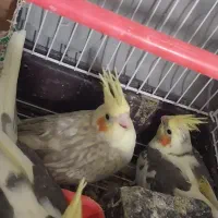 ۳عدد جوجه عروس مناسب اهلی کردن