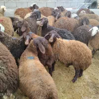 بره ماده درحدشیشک