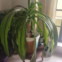 گل ذرتی|گل و گیاه طبیعی|شیراز, شهرک مخابرات|دیوار
