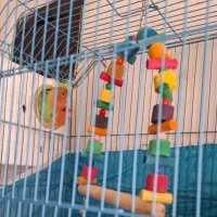 طوطی برزیلی