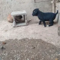 سرابی خالص پدرمادرش هم موجودن