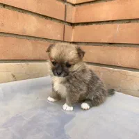 پامر عروسکی ماده نهایت وزن ۲ کیلو|سگ|اصفهان, سپاهانشهر|دیوار