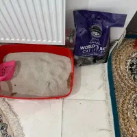 گربه پرشین|گربه|یزد, |دیوار