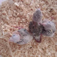 گیرینچیک|پرنده|مشکین‌دشت, |دیوار