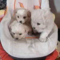 توله نژاد دار اشپیتز|سگ|جیرفت, |دیوار