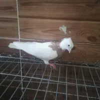 چهار عدد کبوتر|پرنده|شیراز, سعدیه شمالی|دیوار