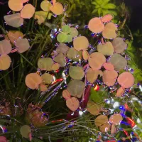 گیاه آکواریوم و پلنت|ماهی|تهران, میدان ولیعصر|دیوار