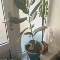 گل فیکوس|گل و گیاه طبیعی|خوی, |دیوار