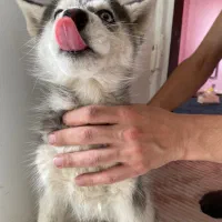 توله سگ|سگ|مشهد, استاد یوسفی (شهرک غرب)|دیوار