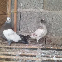 کبوتر دوبال دوکت پشتار کاکلی ،یه کت سبز،کله دم سبز