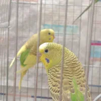 مرغ عشق جوان|پرنده|سبزوار, امیر کبیر|دیوار