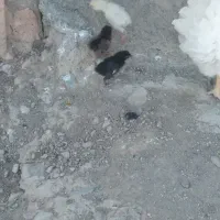 ۴ عدد جوجه گلین لری اصل ۱۵ روزه