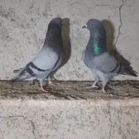 کبوتر پرشی