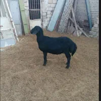 قوچ قره قزل اصل موفر|حیوانات مزرعه|خرمدره, |دیوار