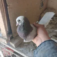 کبوتر پرشی|پرنده|فشاپویه, |دیوار